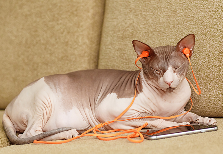 gatto che ascolta musica