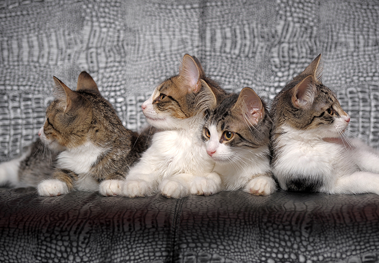 essere quattro gatti