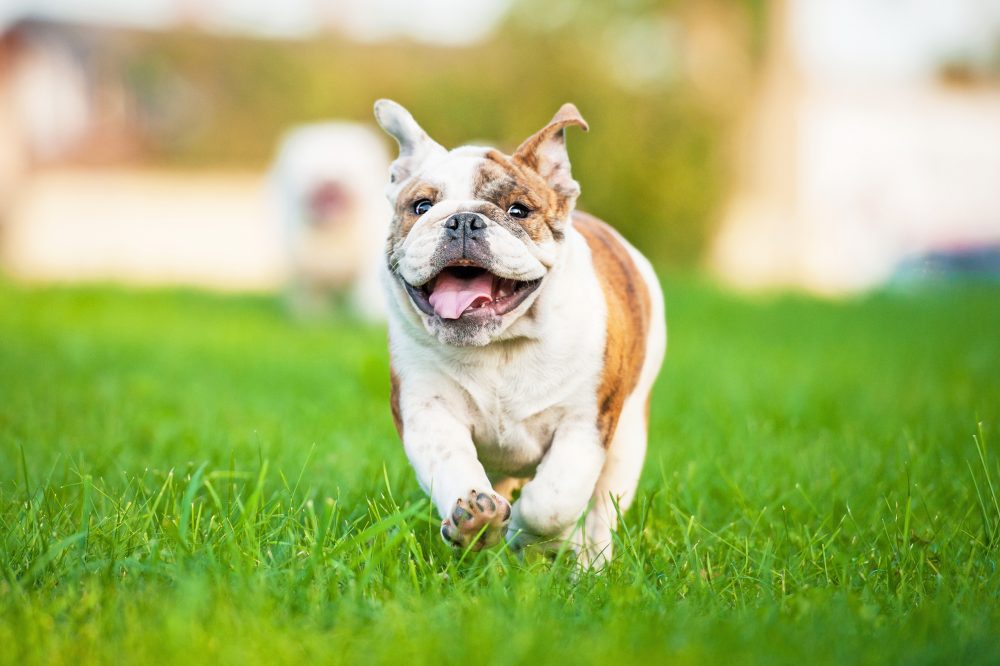 cane bulldog che corre felice nel prato. è stato vaccinato
