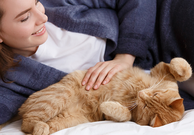 gatto rosso che prende coccole sulla pancia