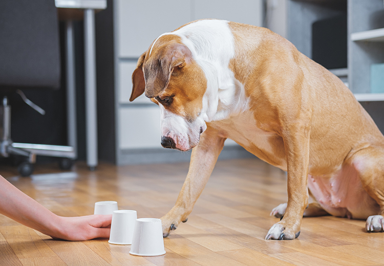 cane che gioca ai tre bicchieri
