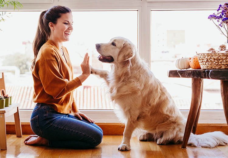 cane zampa obedience