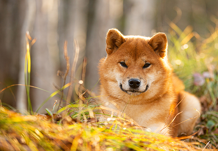 akita estate parassiti