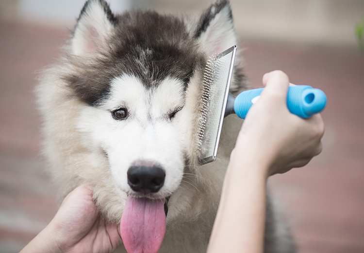 cane che viene spazzolato per la muta del pelo