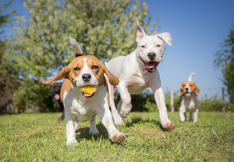 cani che giocano all'aria aperta nella bella stagione