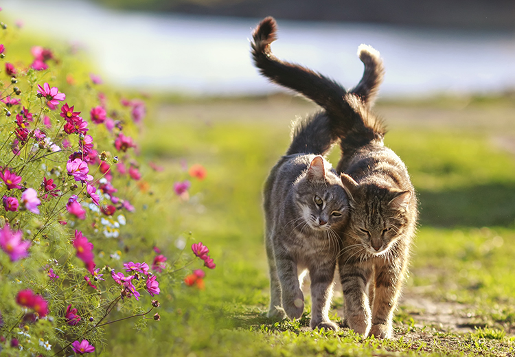 gatti innamorati in primavera, stagione del calore