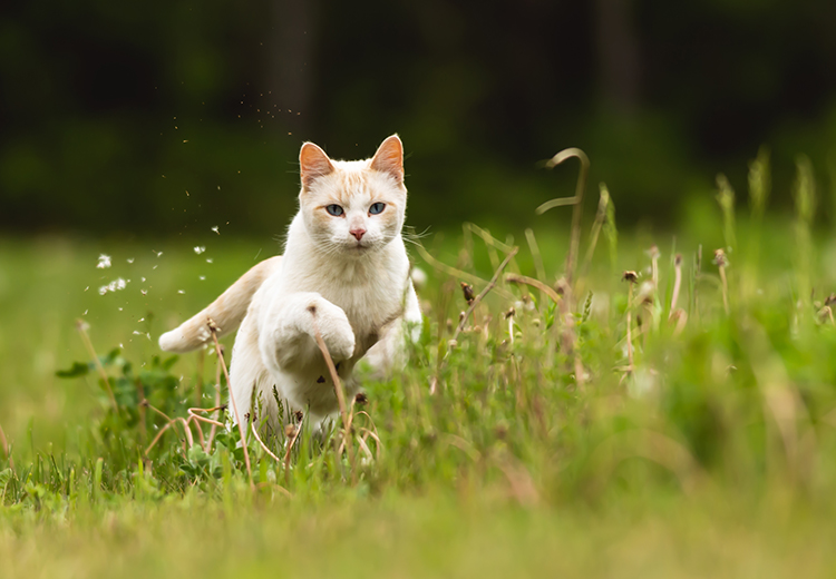 gatto a caccia, in primavera
