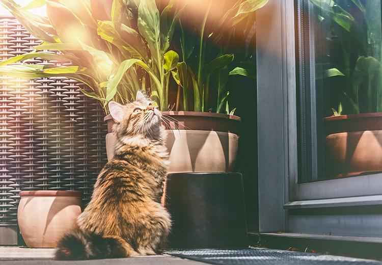 gatti e vita in terrazzo