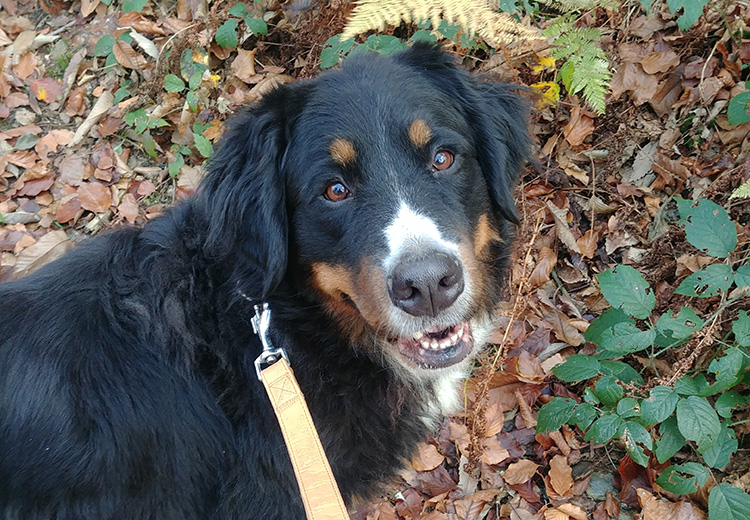 Guendalina, bovaro del bernese