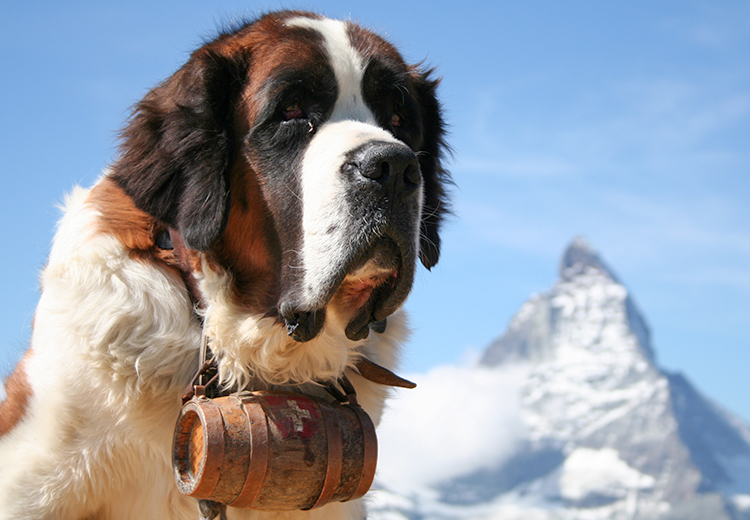 San bernardo con borraccia in montagna sulla neve