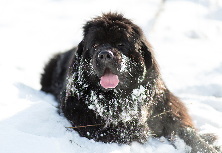 Terranova sulla neve
