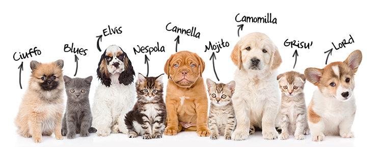 cuccioli e gattini in fila