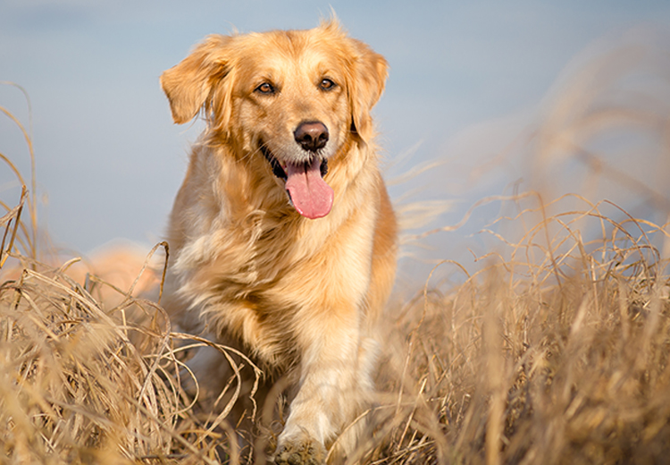 golden retriever che corre