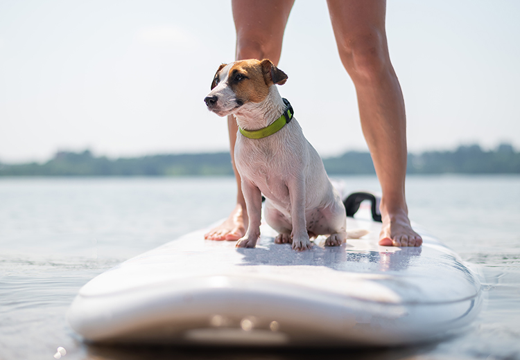 cane sul surf col padrone