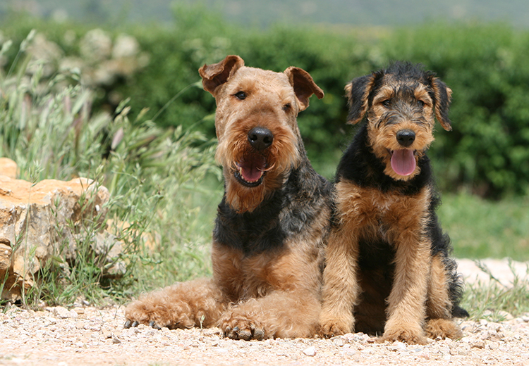 Airedale terrier al sole