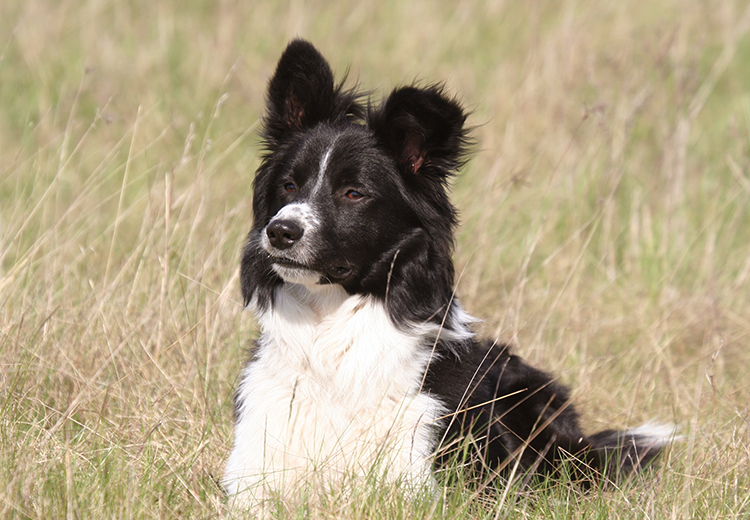 border collie estate