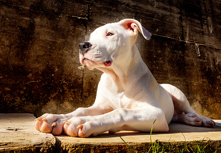 dogo argentino al sole