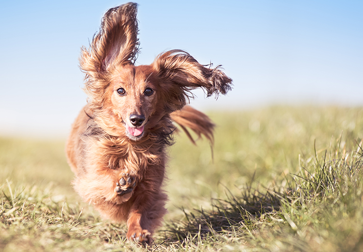 cane che corre libero e felice