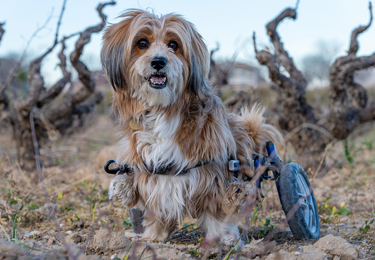 cane zoppo paralizzato con artrite