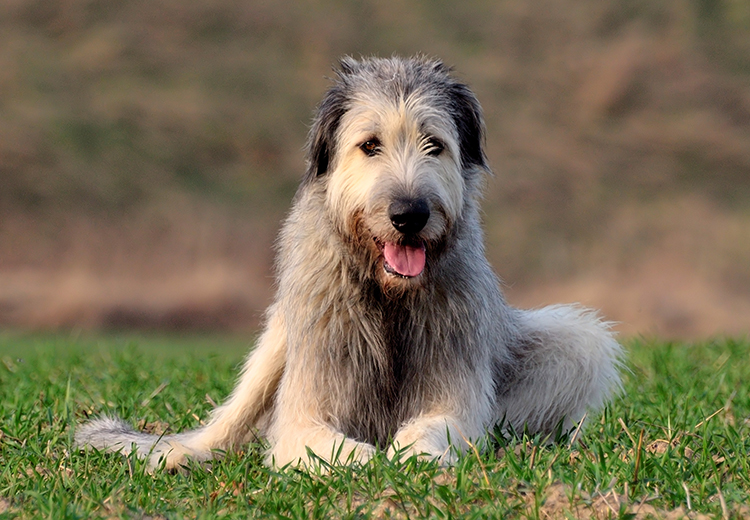 Irish wolfhound