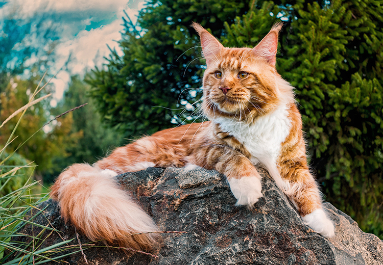 Gatto Maine coon