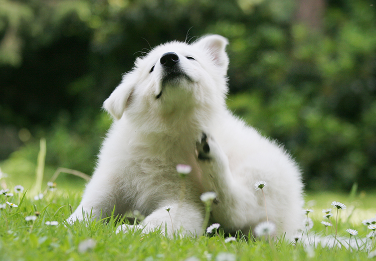 cucciolo che si gratta per i parassiti