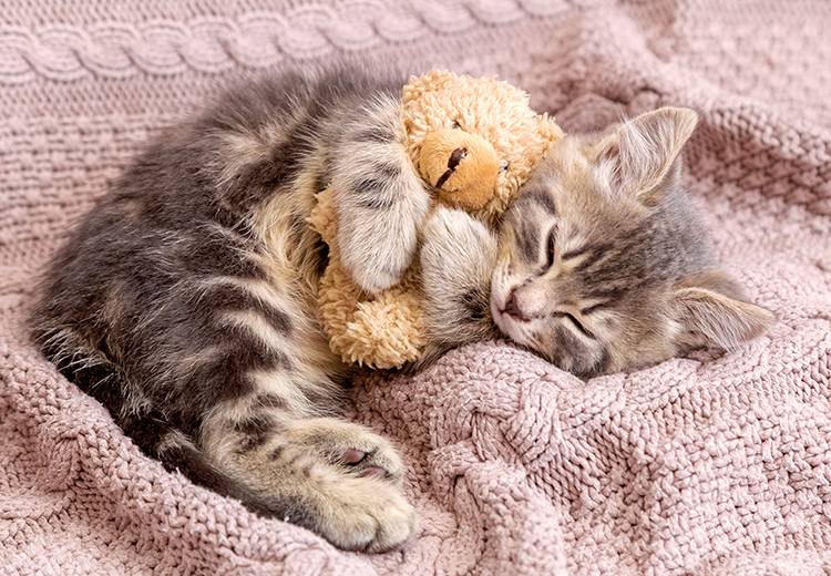 gattino che dorme col suo peluche