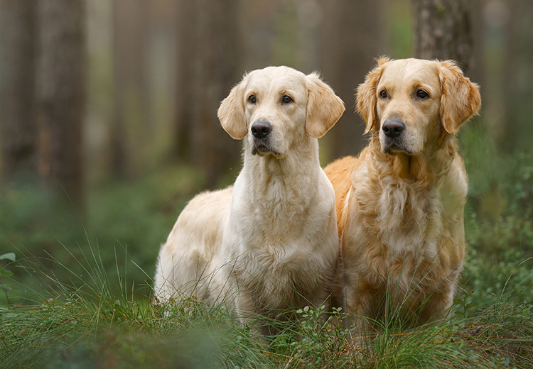 coppia di golden in amore