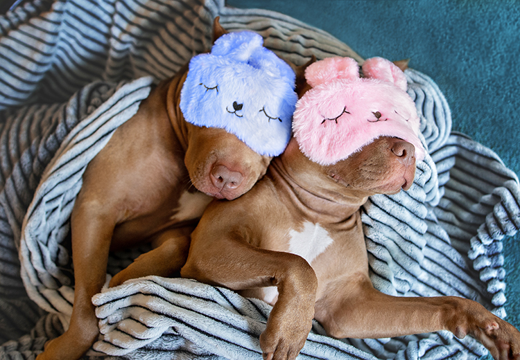 coppia pitbull innamorati