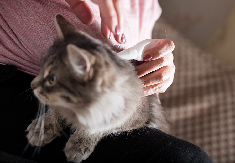 profilassi antiparassitaria gatto