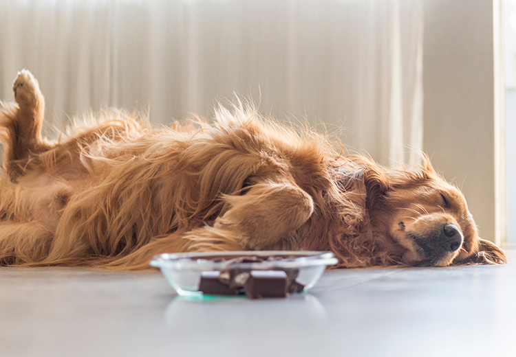 cane che ha mangiato cioccolato