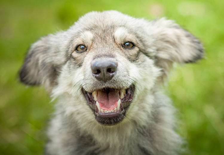 cane felice con denti belli puliti