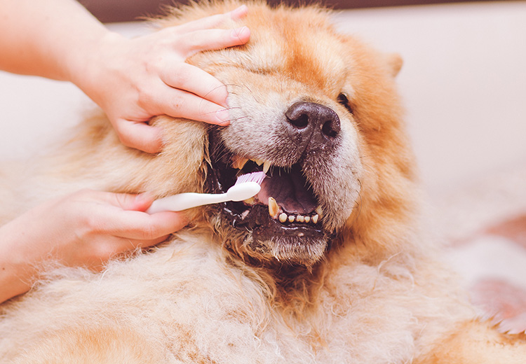 igiene dentale del cane con spazzolino