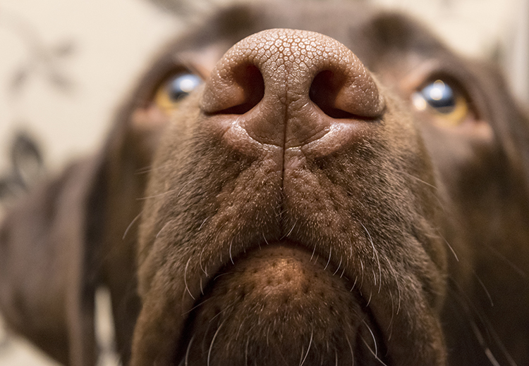 Naso del cane che fiuta le malattie