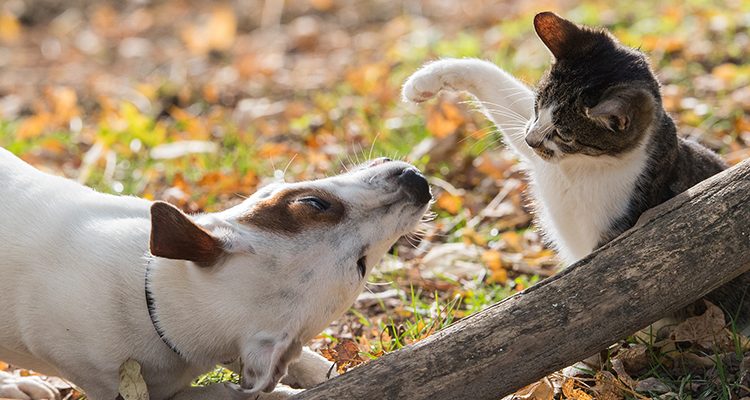 litigare come cane e gatto