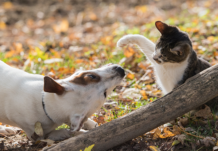 litigare come cane e gatto