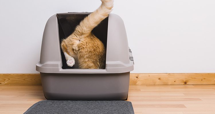 Un gatto che entra nella lettiera per fare pipì