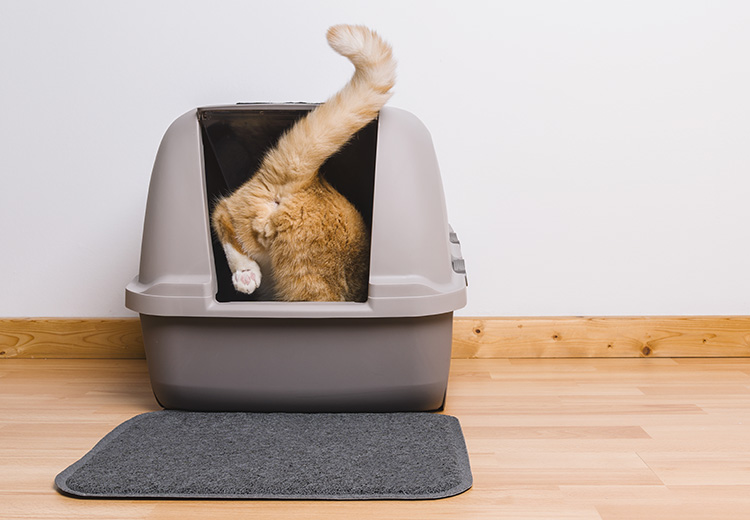 Un gatto che entra nella lettiera per fare pipì