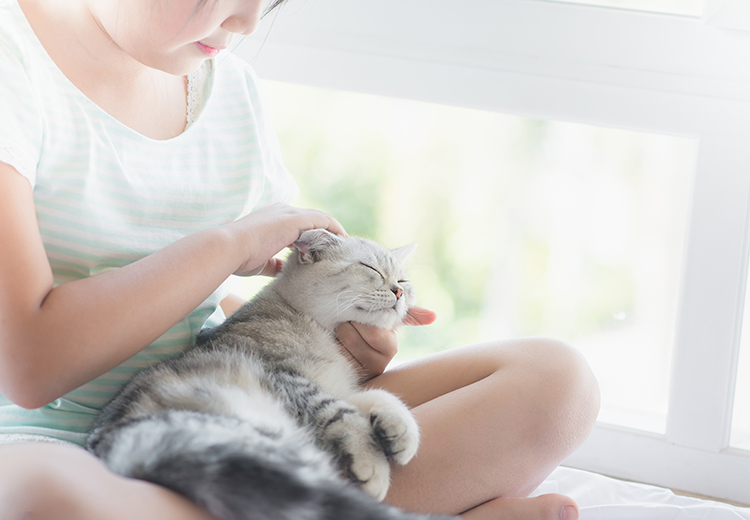 gatto che si fa coccolare