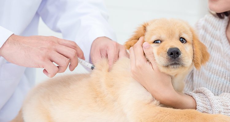 vaccinazione cane cucciolo