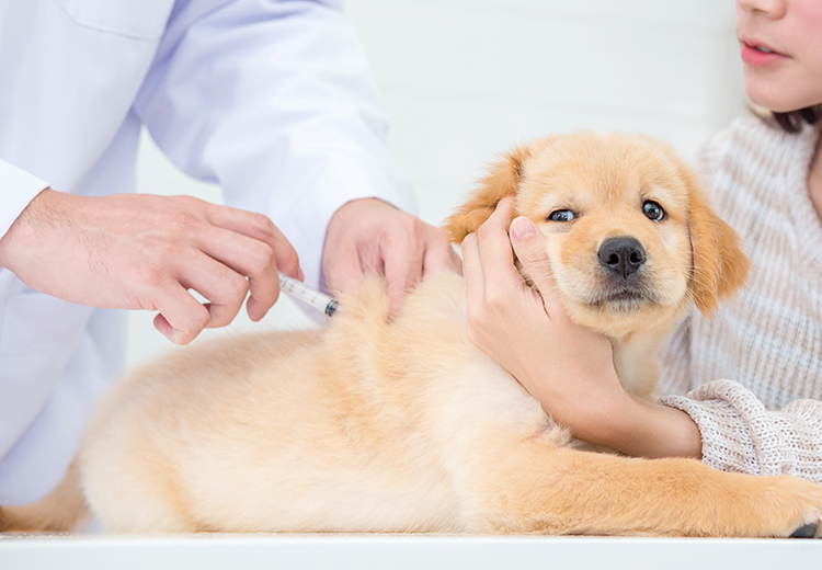vaccinazione cane cucciolo