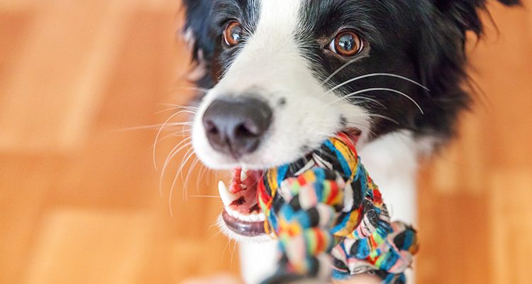 cane che gioca a tiro alla fune