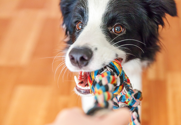 cane che gioca a tiro alla fune