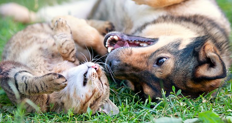 cani e gatti che si godono la bella stagione