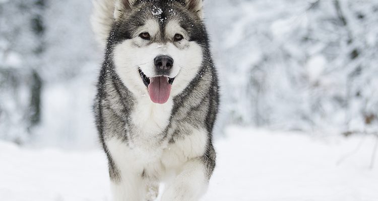 Alaskan Malamute sulla neve in inverno