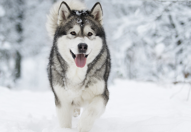 Alaskan Malamute sulla neve in inverno