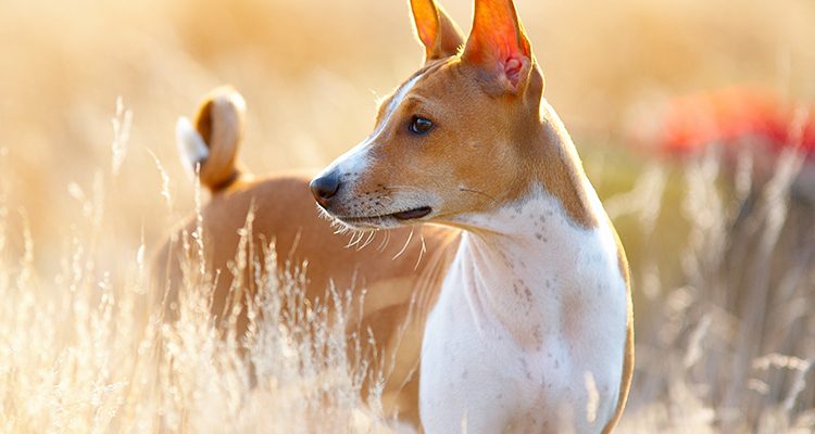basenji che ama il caldo sole estivo