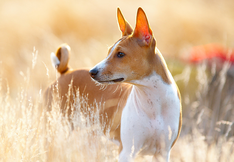 basenji che ama il caldo sole estivo
