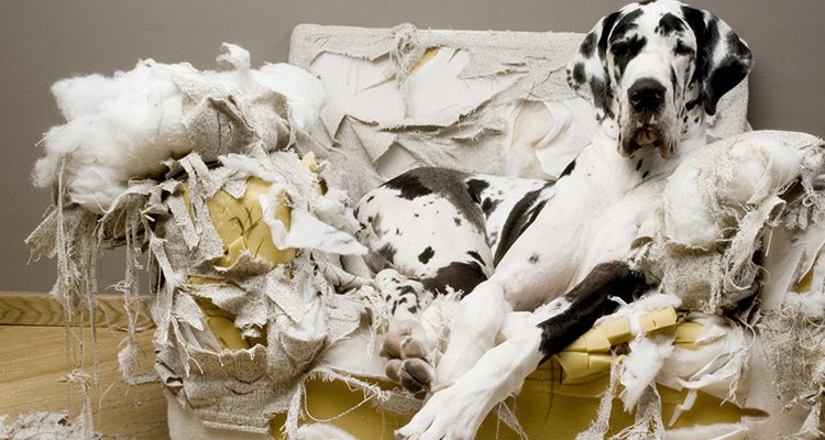 un cane alano beatamente disteso sul divano che ha distrutto