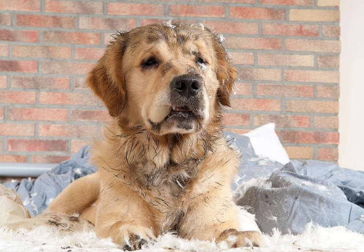 cane sporchissimo di fango che ha distrutto il cuscino del letto